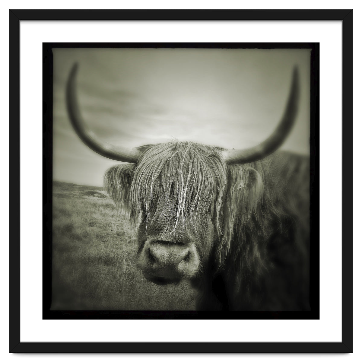 Elgol Cow