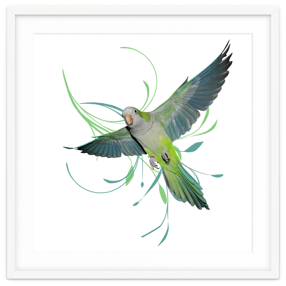 Flying quaker parrot