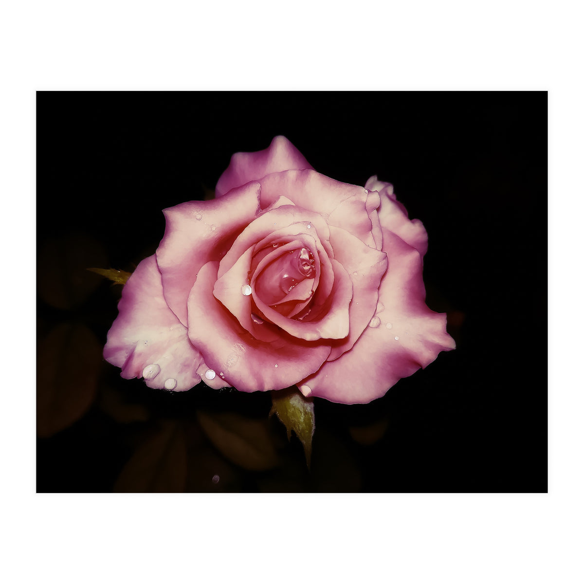 Satin Rose (Print Only)