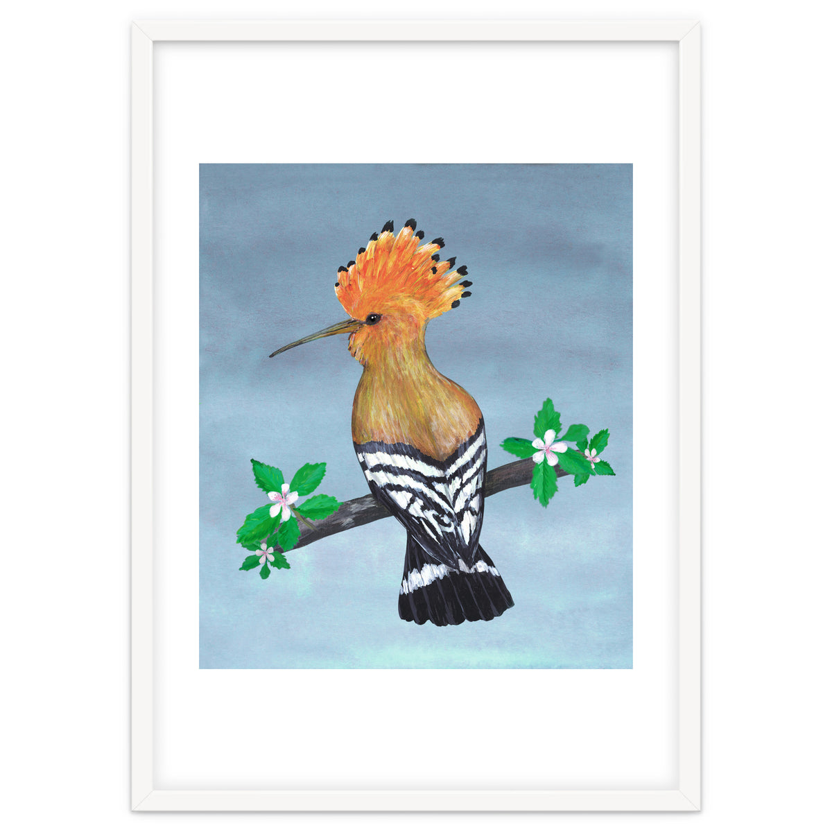 Hoopoe bird