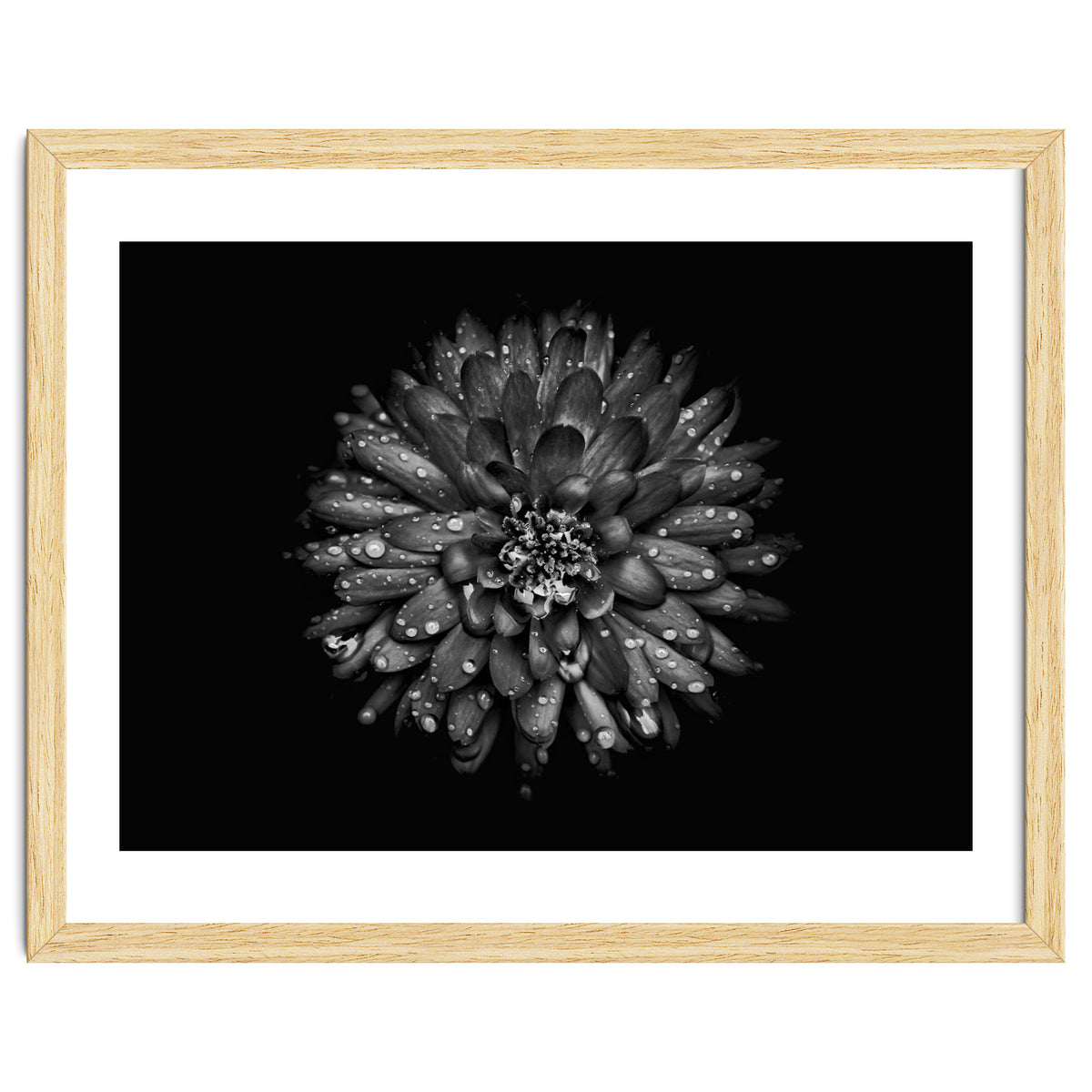 Backyard Flowers In Black And White No 45