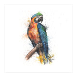 Parrot - Wildlife Collection (Print Only) thumbnail