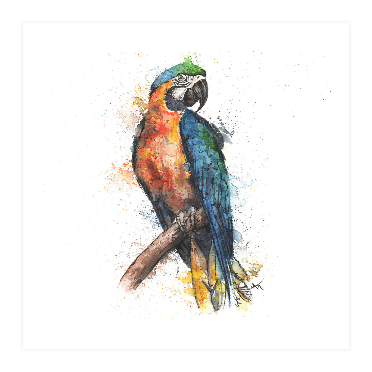 Parrot - Wildlife Collection (Print Only)