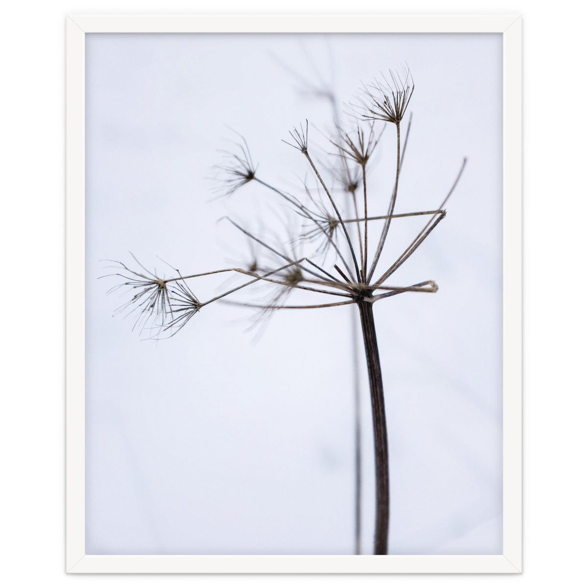 Wildflower in Winter