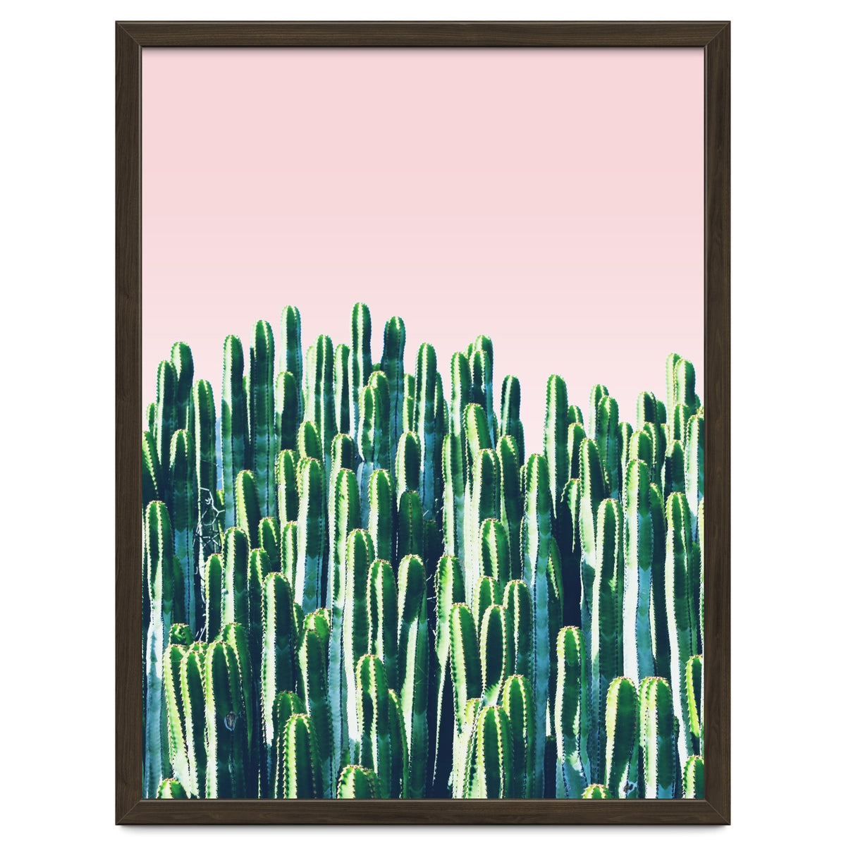 Cactus & Sunset II