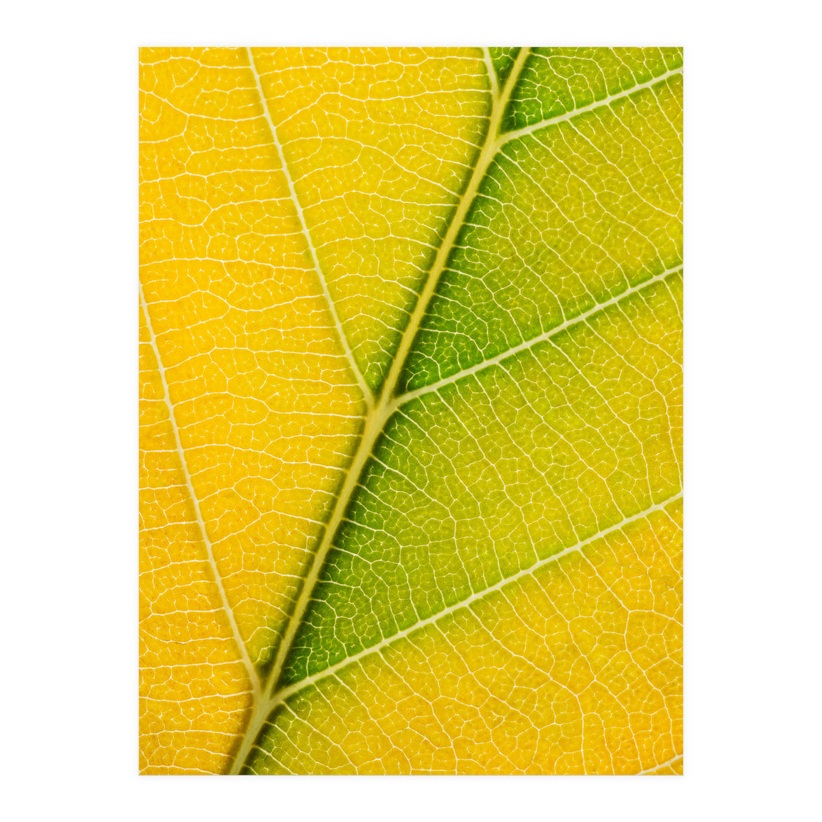 Autumn Leaf (Print Only)