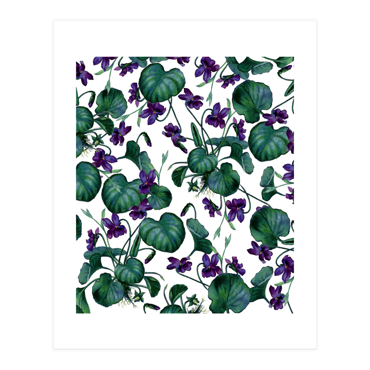 Violets (Print Only)