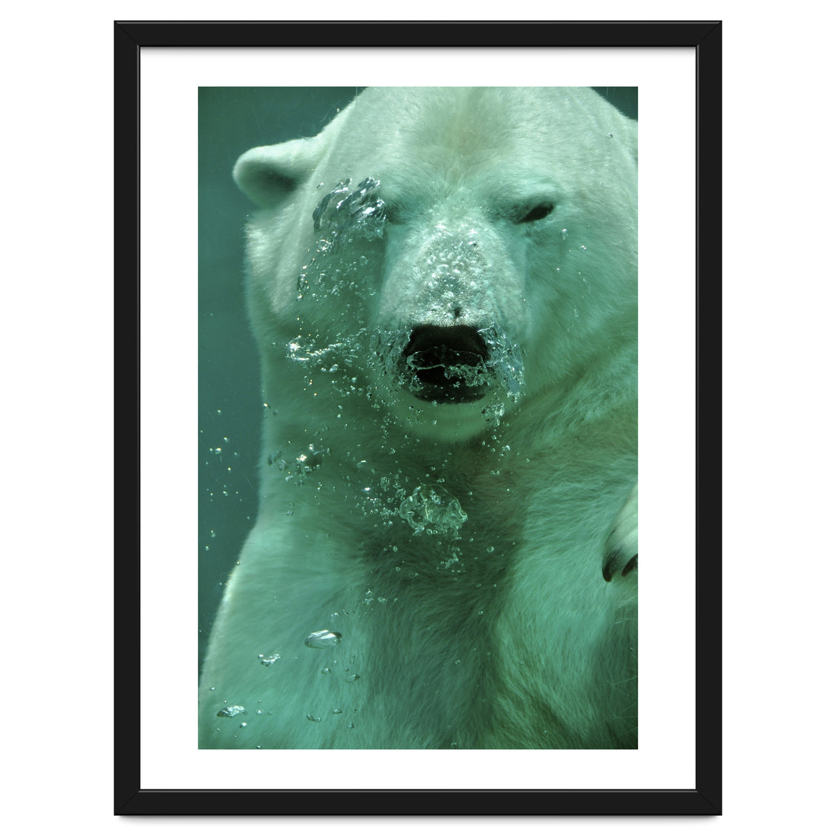 Polar Bear Under Water