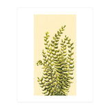 Fern (Print Only) thumbnail