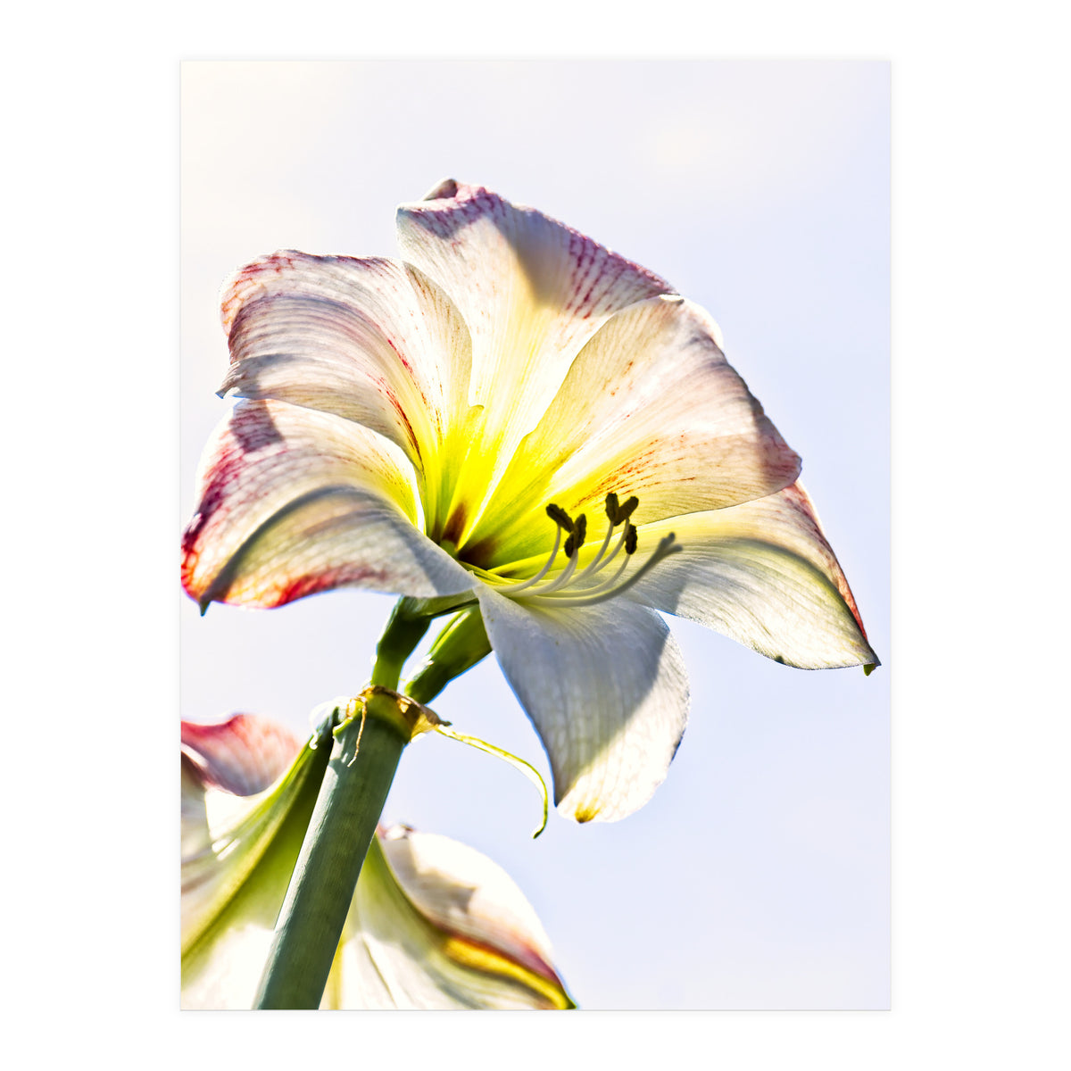 Amaryllis 2 (Print Only)