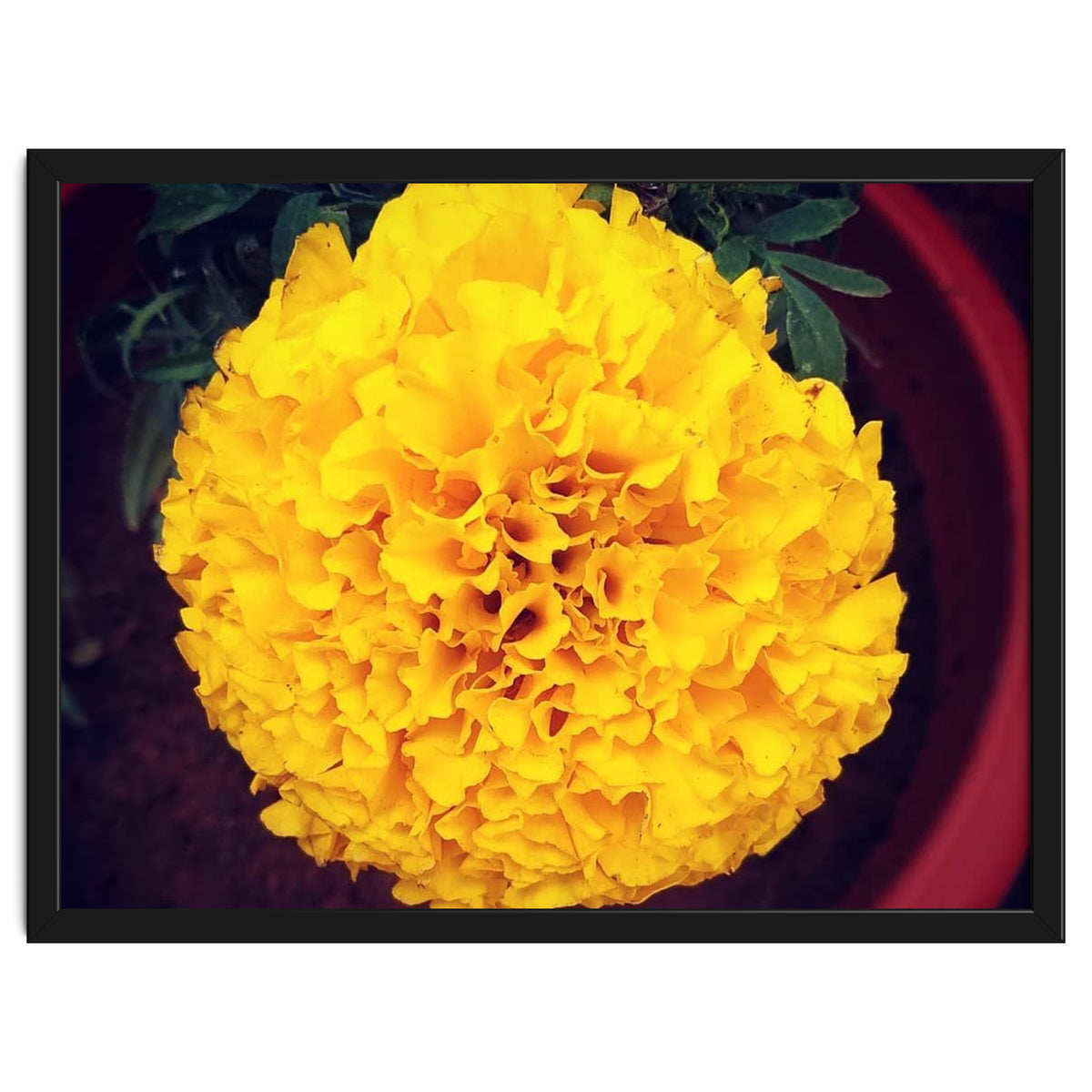 Yellow Chrysanthemum