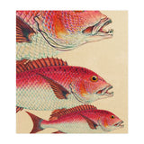 Fish Classic Designs 7 (Print Only) thumbnail