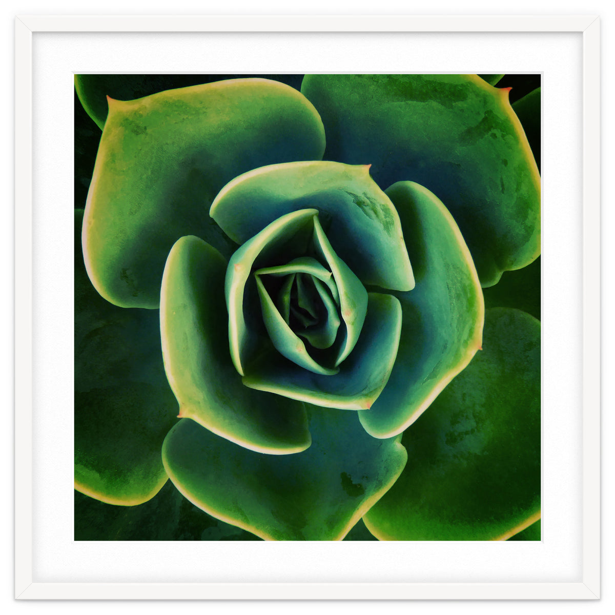 DARKSIDE OF SUCCULENTS XIII