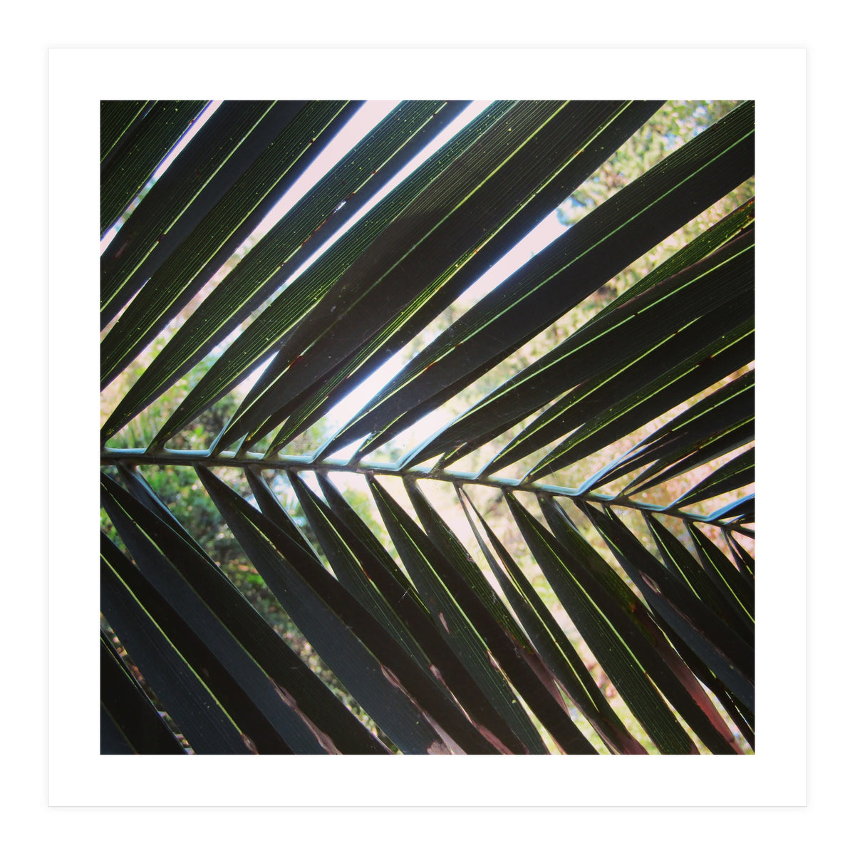 Palm leaf (Print Only)
