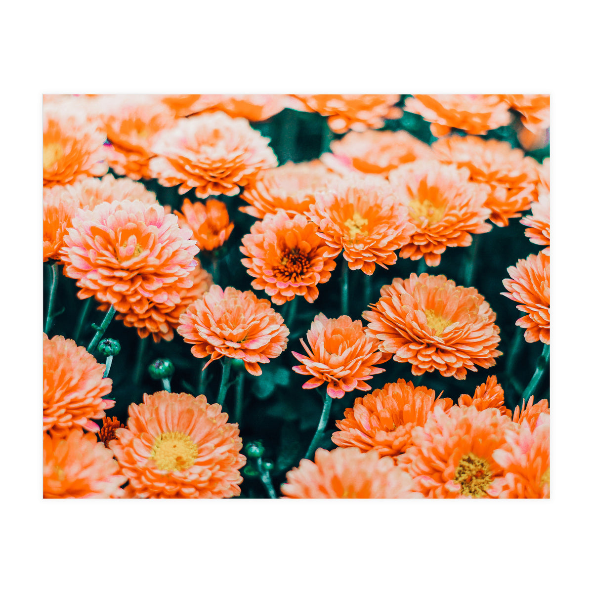 February (Print Only)