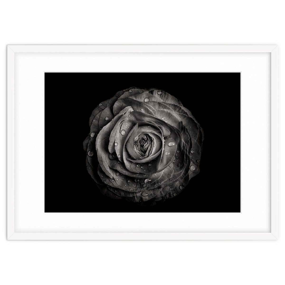 Backyard Flowers In Black And White 72