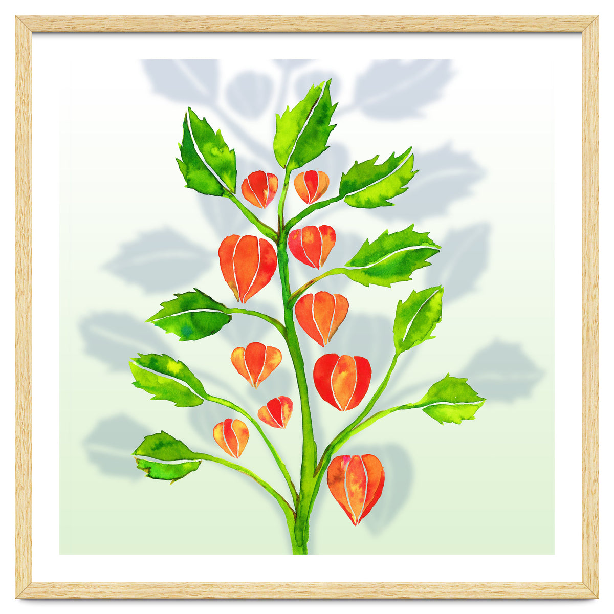 Physalis