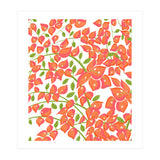 Bougainvillea Blush (Print Only) thumbnail