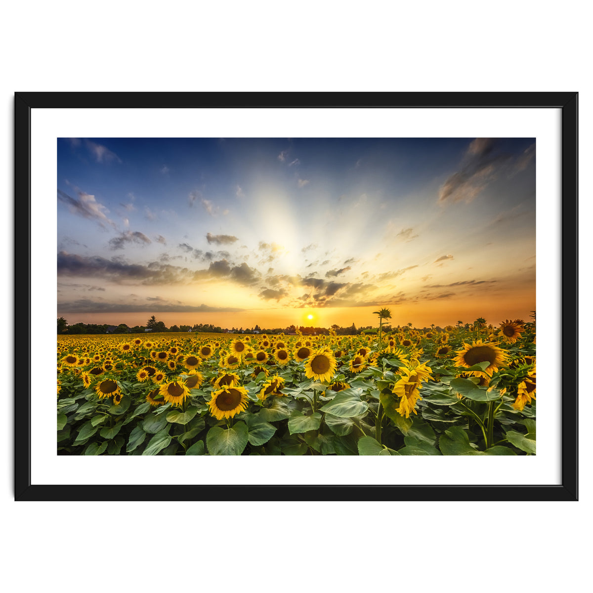 Sunflower field in the evening