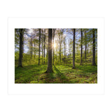 Spring Sun (Print Only) thumbnail