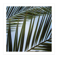 palm fronds (Print Only)