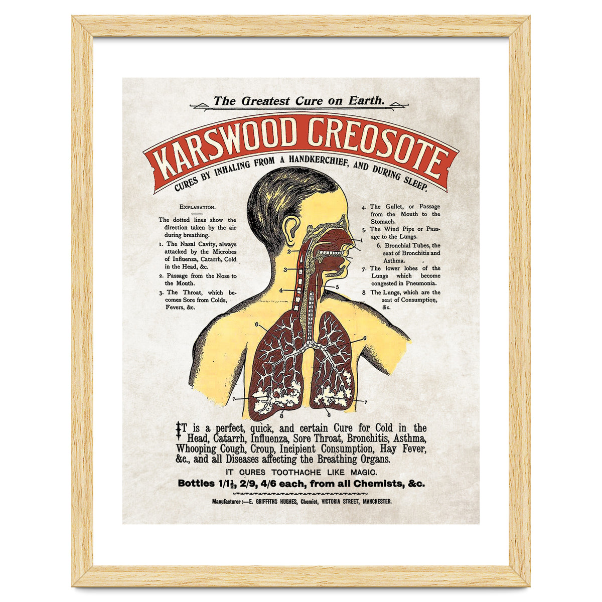 anatomy digestive system poster