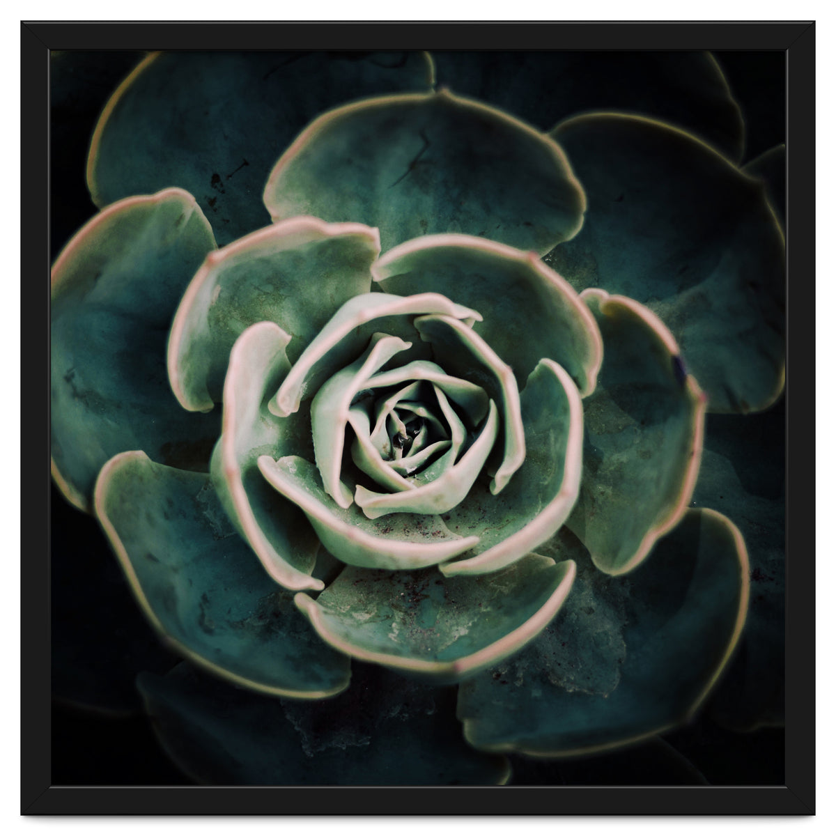 DARKSIDE OF SUCCULENTS IV-A