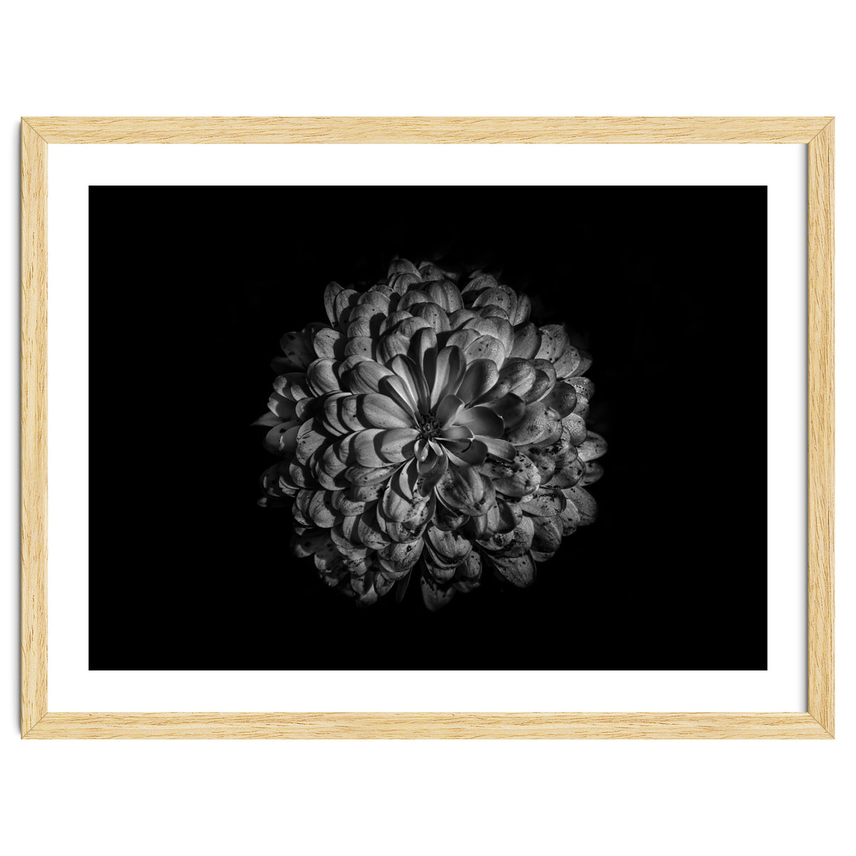 Backyard Flowers In Black And White 48