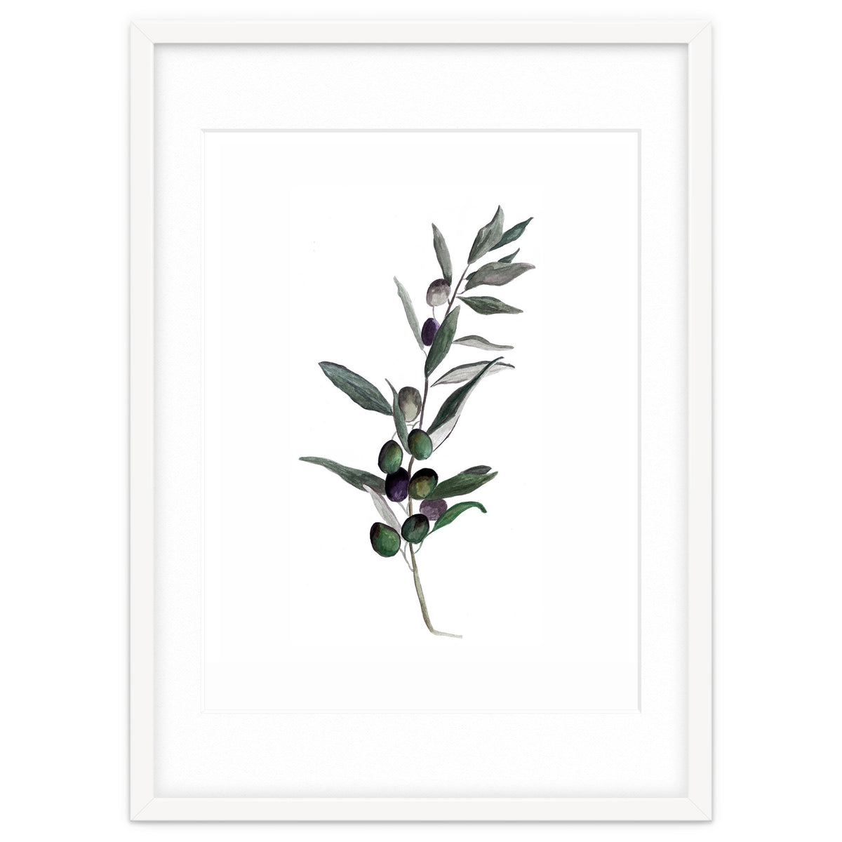 Botanical Illustration Olive