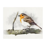 Robin (Print Only) thumbnail