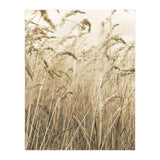 Grass (Print Only) thumbnail