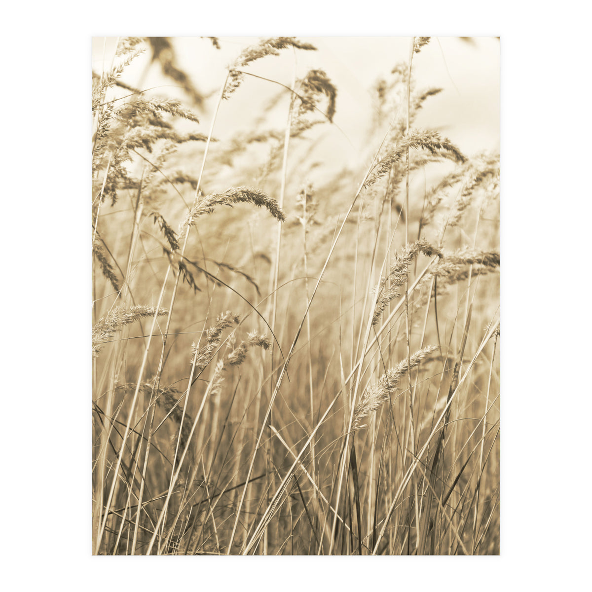 Grass (Print Only)