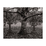 Golgotha (Print Only) thumbnail