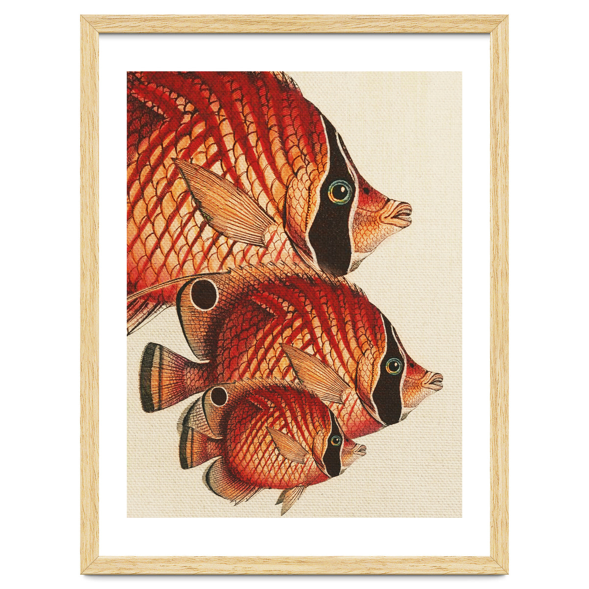 Fish Classic Designs 2