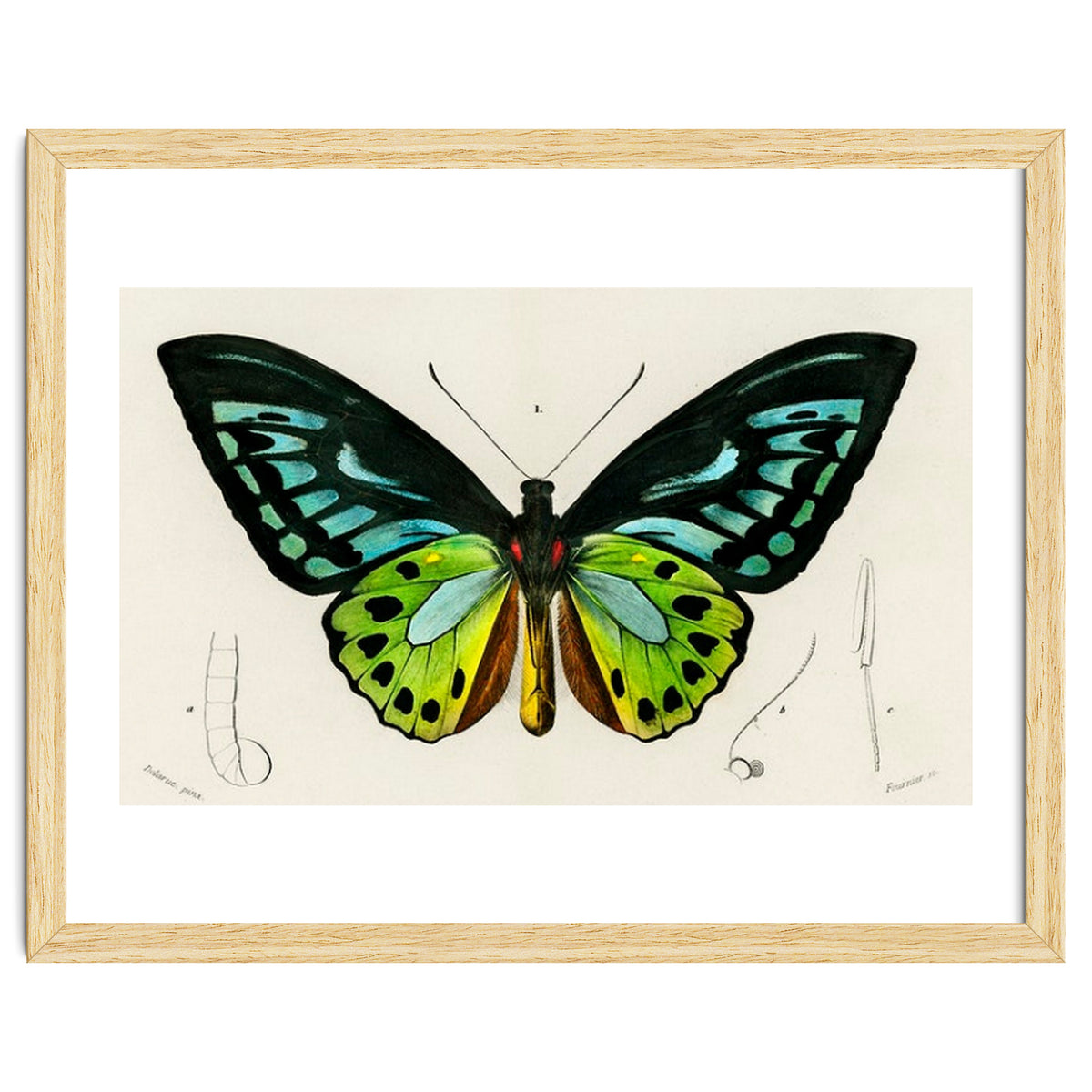 Green birdwing illustrated