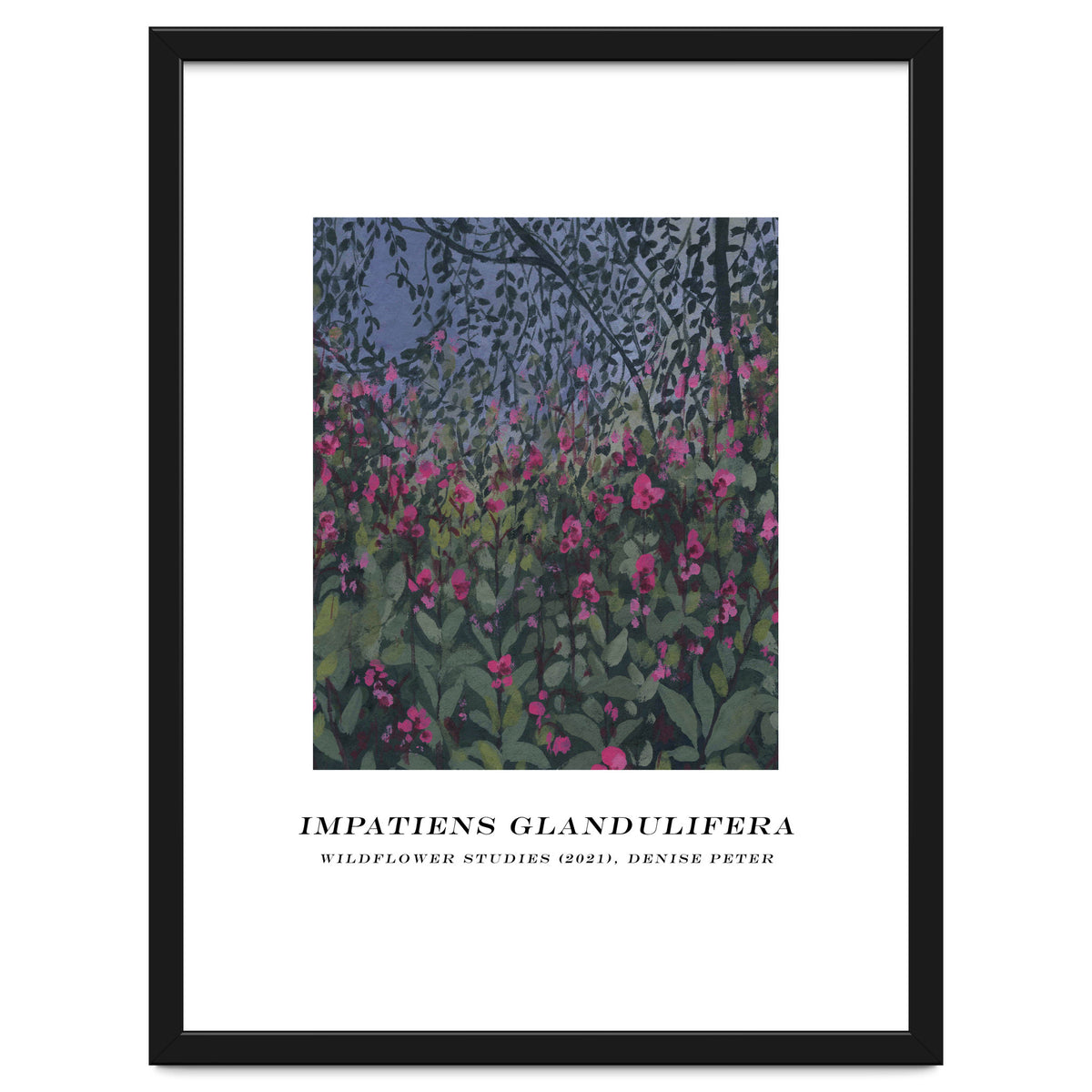 Impatiens Glandulifera