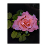 Pink Dew Rose (Print Only) thumbnail