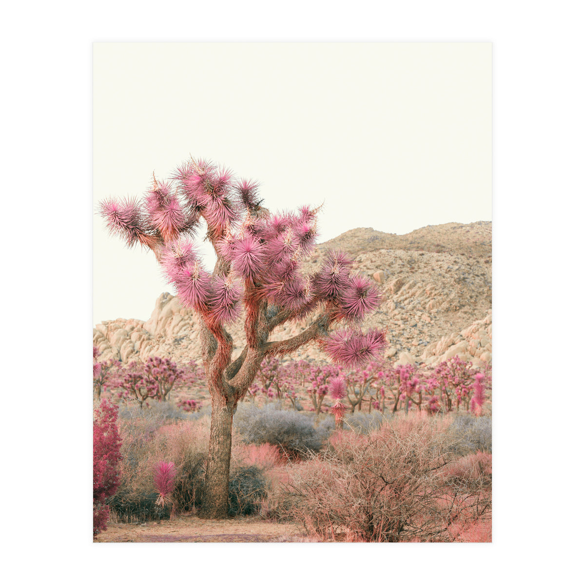 Boho Joshua Tree Cactus (Print Only)
