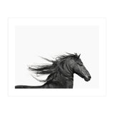 Dark Horse (Print Only) thumbnail