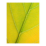 Autumn Leaf (Print Only) thumbnail