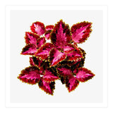 Indian Coleus (Print Only) thumbnail