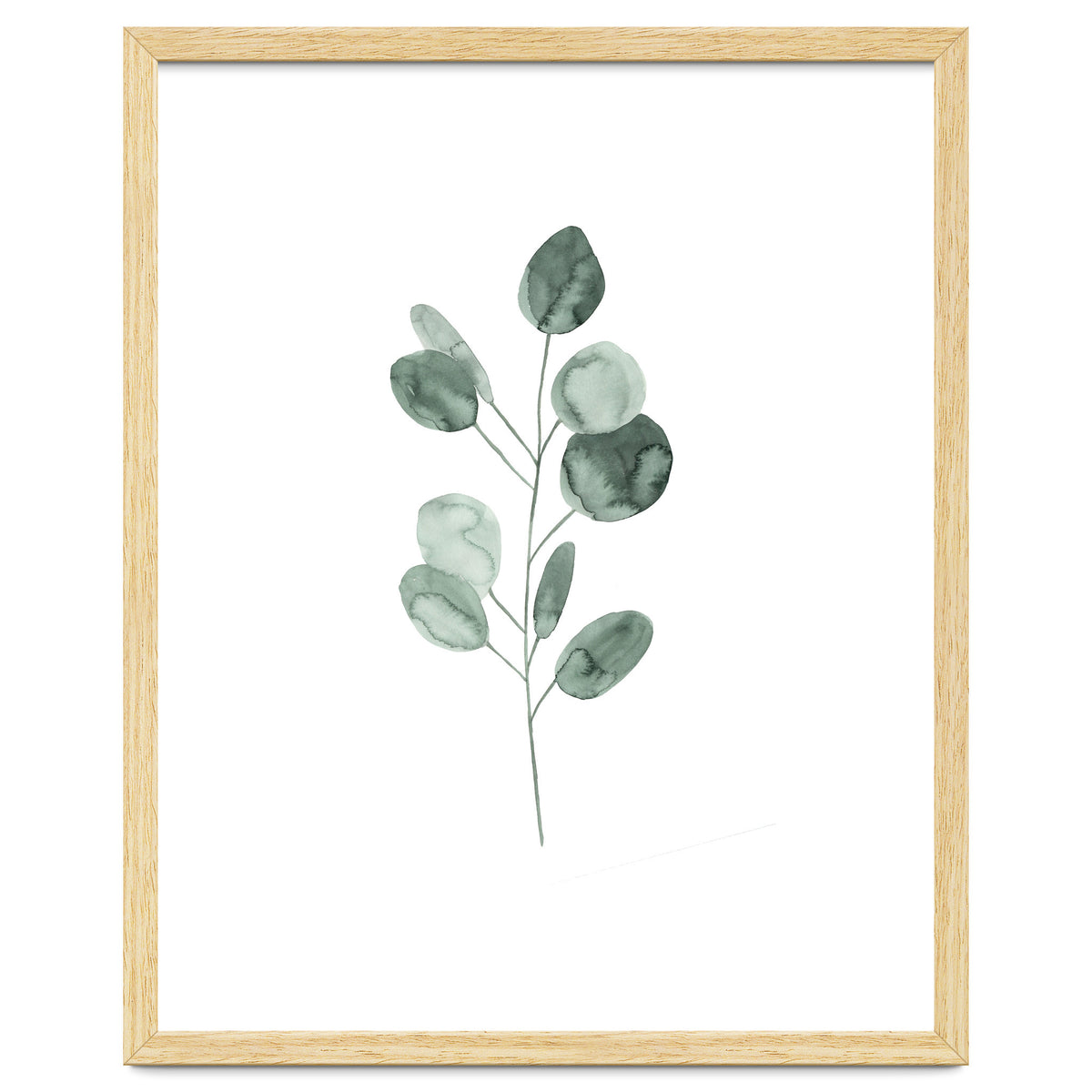 Botanical Illustration Eukalyptus2
