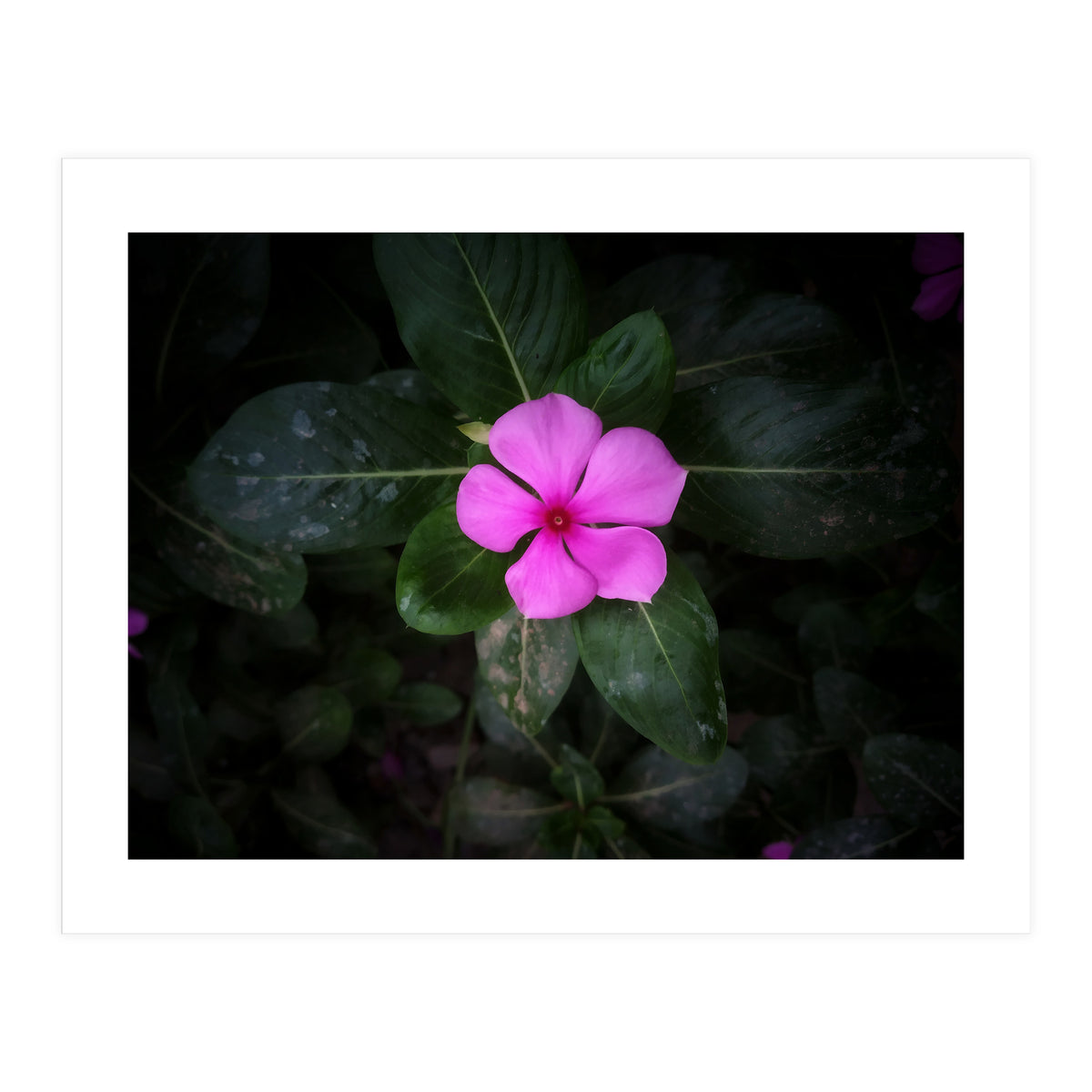 Floral vibes (Print Only)