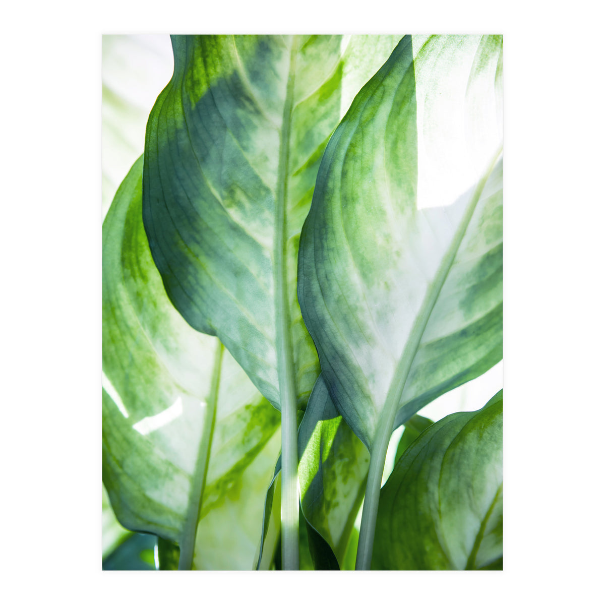 Tropic Abstract (Print Only)