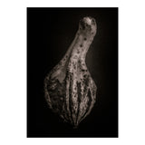 Gourds No 3 (Print Only) thumbnail
