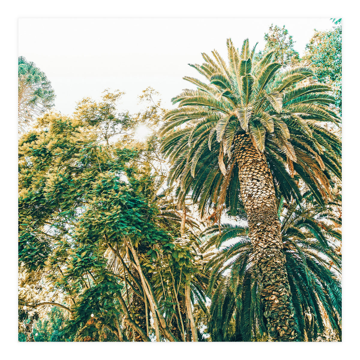 Newport (Print Only)