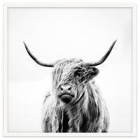 Portrait of a Highland Cow (Square Version)