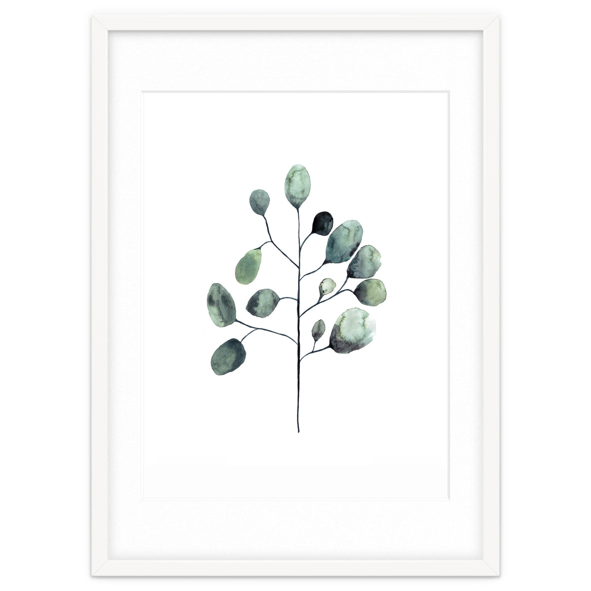 Botanical Illustration Eukalyptus