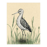 Black-tailed godwit in the grass (Print Only) thumbnail