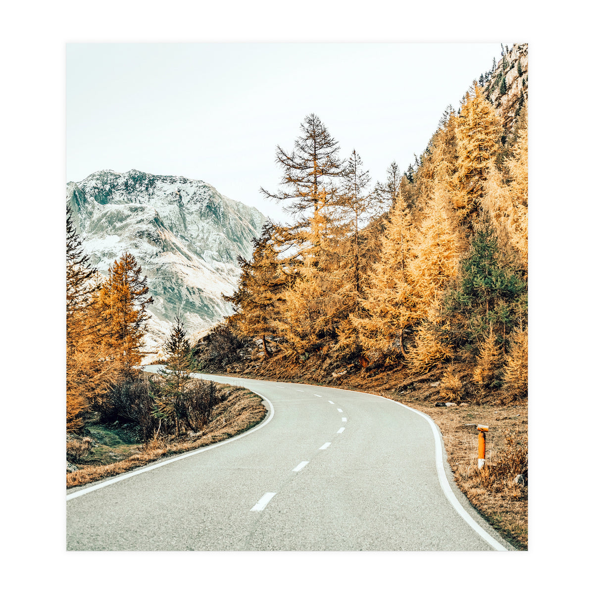 Snow and Golden Pine (Print Only)